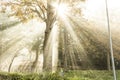 Sunbeams filter through the fog and the branches of the trees Royalty Free Stock Photo