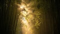 Sunbeams filtering through a dense bamboo forest canopy Royalty Free Stock Photo