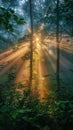 Sunbeams Filtering Through Trees in Forest Royalty Free Stock Photo