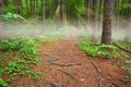 Sunbeams and fog on a path in the woods Royalty Free Stock Photo