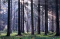 Sunbeams in foggy coniferous forest