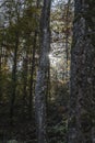 Sunbeams in the forest on a autumn day