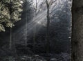 Sunbeams in the forest on a cold day