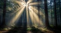 Sunbeams in Forest Magical Light Through Trees, Nature Scene Royalty Free Stock Photo