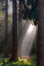 Sunbeams in forest Royalty Free Stock Photo