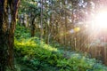 Sunbeams in green forest Royalty Free Stock Photo