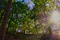 Sunbeams in a green forest shining through trees Royalty Free Stock Photo