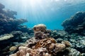 Sunbeams on hard coral