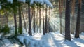 Sunbeams illuminate snowy pine forest floor casting long shadows winter light pine trees sun rays Royalty Free Stock Photo