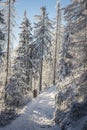 Sunbeams illuminating a hiking trail