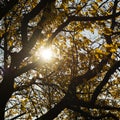 Sunbeams light through crown of cherry tree