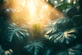 Sunbeams through lush tropical plants Royalty Free Stock Photo
