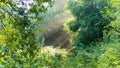 Sunbeams make their way through the morning haze of fog in the forest. The sun`s rays make their way through the crowns of trees