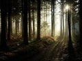 sunbeams in misty autumn forest Royalty Free Stock Photo