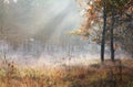 Sunbeams in misty autumn forest