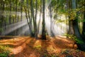 Sunbeams in a misty beech forest in autumn