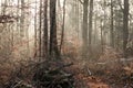 View into beech forest on sunny winter day Royalty Free Stock Photo