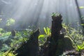 Sunbeams in the misty forest with rock, green leaves