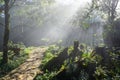 Sunbeams in the misty forest with rock, green leaves