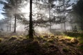 Sunbeams in morning misty forest Royalty Free Stock Photo