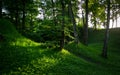 Sunbeams in Natural Woodland