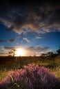 Sunbeams over flowering heather Royalty Free Stock Photo