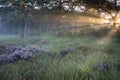 Sunbeams over forest meadow with heather Royalty Free Stock Photo