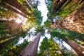 Sunbeams penetrating through branches of sequoias