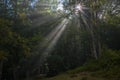 Sunbeams penetrating forest