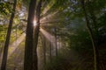 Sunbeams penetrating forest