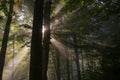 Sunbeams penetrating forest
