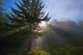 Sunbeams penetrating morning mist - scene in forest Royalty Free Stock Photo