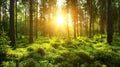 Sunbeams pierce through the verdant canopy, dappling the forest floor with radiant illumination