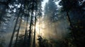 Sunbeams piercing dense forest creating dramatic light rays Royalty Free Stock Photo