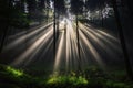 Sunbeams Piercing Through Forest Canopy Creating Dramatic Light and Shadow Royalty Free Stock Photo