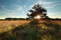 Sunbeams through pine tree on marsh