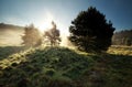 Sunbeams through pine trees on misty hills Royalty Free Stock Photo