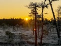 Sunbeams pour through pines in misty swamp