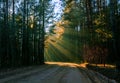 Sunbeams pour through trees in autumn forest. Belorussian nature Royalty Free Stock Photo