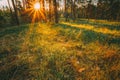 Sunbeams Pour Through Trees In Autumn Forest At Royalty Free Stock Photo