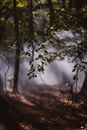 Sun beams pour through trees in foggy forest Royalty Free Stock Photo