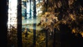 Sunbeams pour through trees in forest, light rays