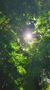 Sunbeams pour through trees in morning forest Royalty Free Stock Photo