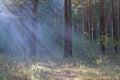 Sunbeams pour through trees in siberian pine forest Royalty Free Stock Photo