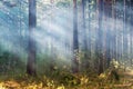 Sunbeams pour through trees in siberian pine forest Royalty Free Stock Photo