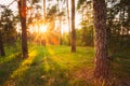 Sunbeams Pour Through Trees In Summer Autumn Royalty Free Stock Photo