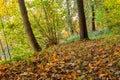 Sunbeams pouring into a slightly blurred autumn forest creating a mystical ambiance Royalty Free Stock Photo