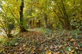 Sunbeams pouring into a slightly blurred autumn forest creating a mystical ambiance Royalty Free Stock Photo