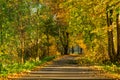 Sunbeams pouring into a slightly blurred autumn forest creating a mystical ambiance Royalty Free Stock Photo