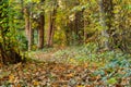 Sunbeams pouring into a slightly blurred autumn forest creating a mystical ambiance Royalty Free Stock Photo